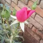 ╰ST→☆江米