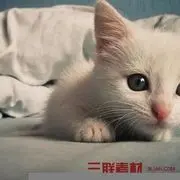 猪老大爱可可