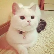 ♚露雅♥