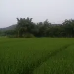 红*树*林