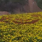 飞翔_3454027
