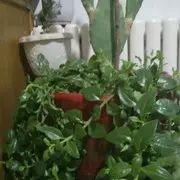 卢宁爸爸