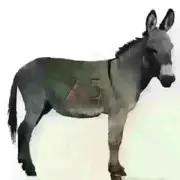 毛驴子脾气不好