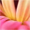 酷爱蓉花
