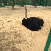 玫瑰-