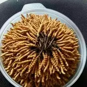 江海缘l
