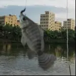 打孖上