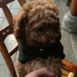 阿公婆阿