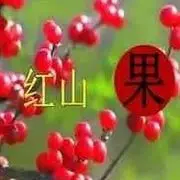 老地方的☂红山果