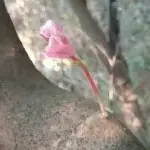 木头开花了