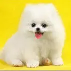 小--鸡