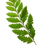 一漂随枫