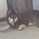 魔音，二师兄