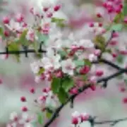 春天里的桃花k