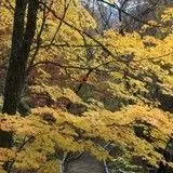 GG西瓜助理