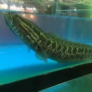 为妳儿停留多久宝贝