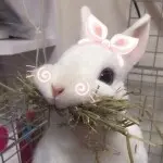 小兔妹
