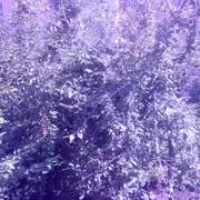 ♥仰望着天空♥
