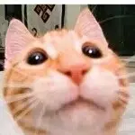 丢了幸福的猪rr