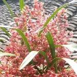 小毛虫儿