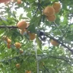 我是你姐夫哈