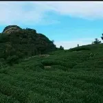 @秋天的心情