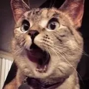午夜狂奔猫