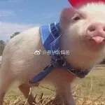 美啊！