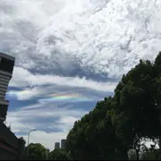 旱莲花开
