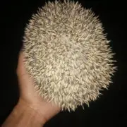 虎牙孩他爹