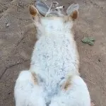 龙哥①
