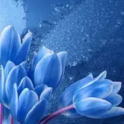哈喽哇u
