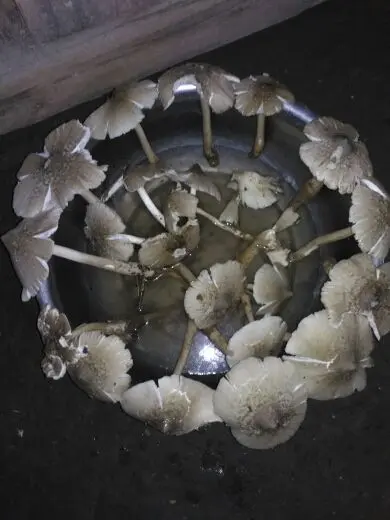 伍神龙保平安的主播照片