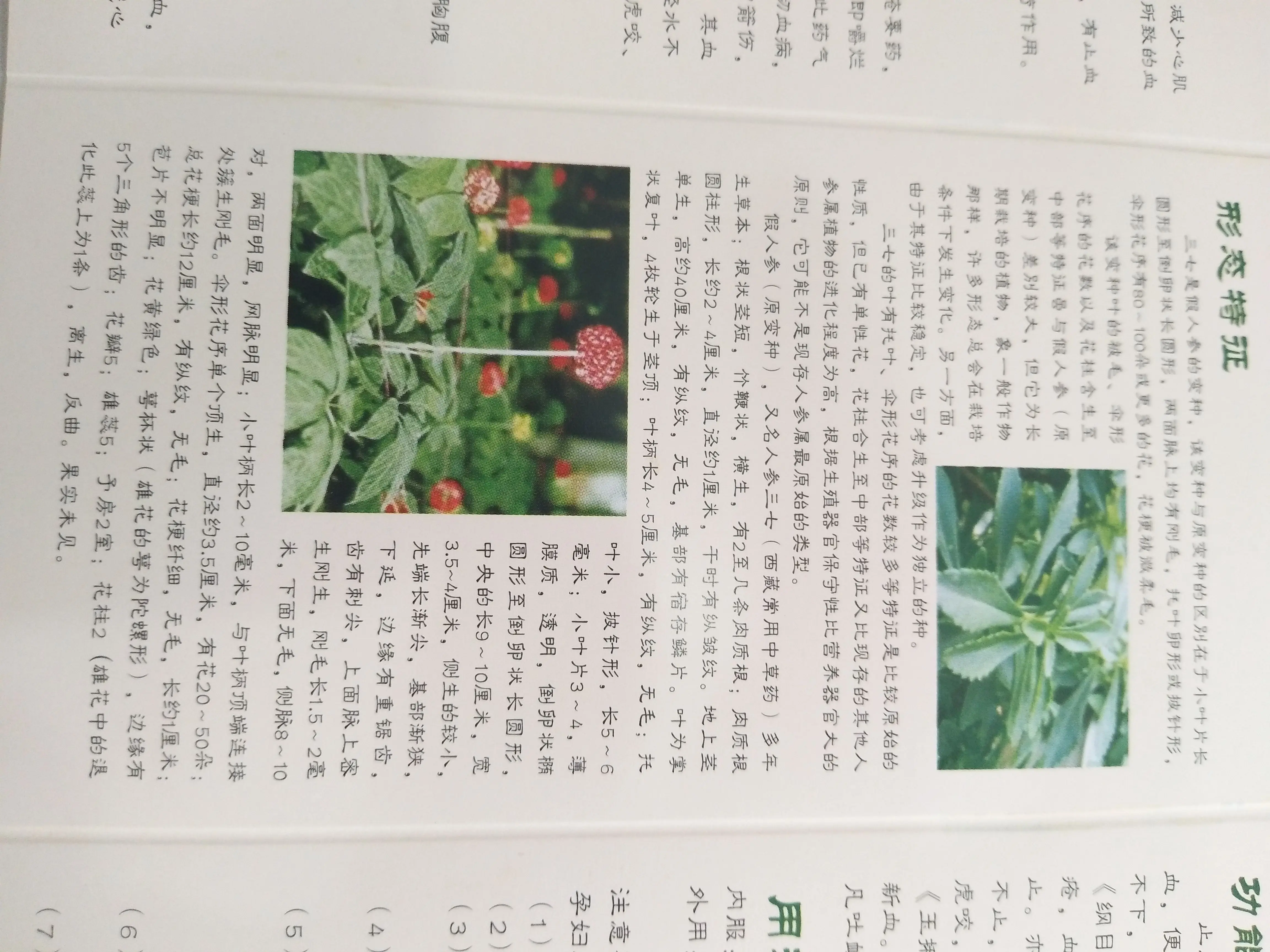 三七，灵芝，玛咖😁的主播照片
