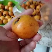 2颗开花的树