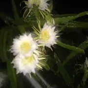 ∝〃传奇哥