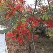 冬天里的白玫瑰🌹