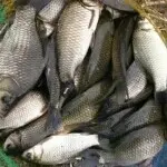 🐟🐟🐟🐟鱼哥