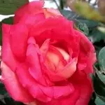 @笑~笑@