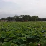 qH燕子cy