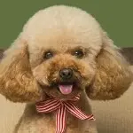 无聊闲逛.com