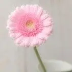 文心t