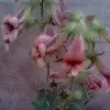 孤枕难眠me