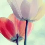 水韵荷处？梦尔