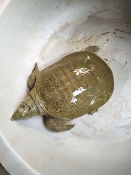 心跳复出代购茶叶主播照片