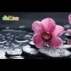 一季又一寂en