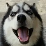 饅🐕頭