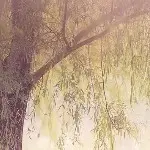 xhsyq