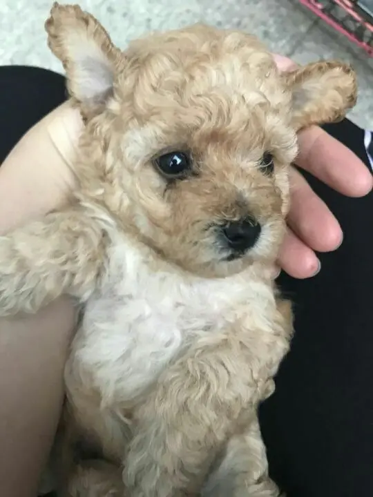 ✨媳婦⭐求🌙帶走✨的主播照片