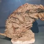 花柳子